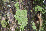 Phaeophyscia rubropulchra image