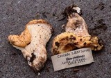 Gomphus bonarii image