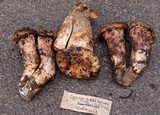 Gomphus bonarii image