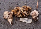 Gomphus bonarii image