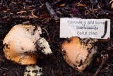 Cantharellus subalbidus image
