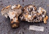 Cantharellus subalbidus image