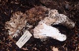 Ramaria rubrievanescens image