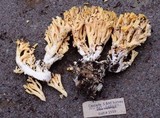 Ramaria cystidiophora image