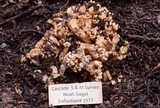 Ramaria caulifloriformis image
