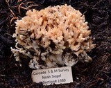 Ramaria flavobrunnescens image