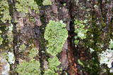 Phaeophyscia rubropulchra image