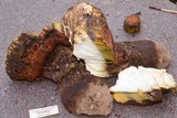 Boletus haematinus image