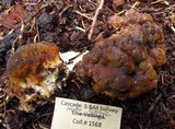 Bondarzewia occidentalis image