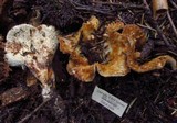 Gomphus bonarii image