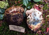 Boletus haematinus image