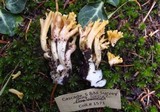 Ramaria leptoformosa image