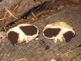 Agaricus inapertus image