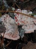 Hydnellum peckii image