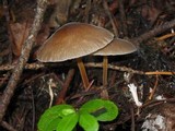 Strobilurus albipilatus image