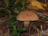 Suillus lakei image