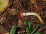 Gomphidius subroseus image