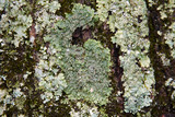 Pyxine sorediata image