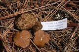 Gautieria monticola image