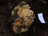 Ramaria rasilispora var. rasilispora image