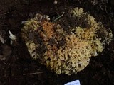 Ramaria rasilispora var. rasilispora image