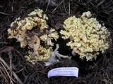 Ramaria rasilispora var. scatesiana image