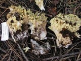 Ramaria rasilispora var. scatesiana image