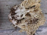 Ramaria rubricarnata var. pallida image