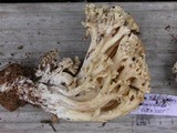 Ramaria rubricarnata var. pallida image