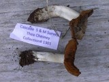 Cortinarius flavobasilis image