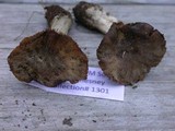 Cortinarius flavobasilis image