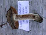 Cortinarius flavobasilis image