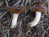 Cortinarius flavobasilis image