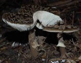 Amanita nothofagi image