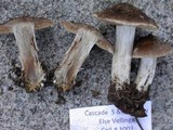 Cortinarius flavobasilis image