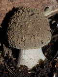 Amanita nothofagi image