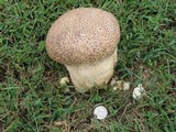 Calvatia cyathiformis image
