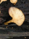 Microporellus obovatus image