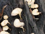 Microporellus obovatus image