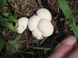 Lycoperdon curtisii image