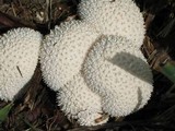 Lycoperdon curtisii image