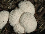 Lycoperdon curtisii image