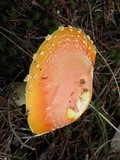 Amanita persicina image