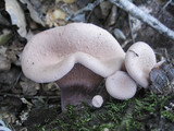 Panus conchatus image