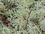 Cladonia subtenuis image