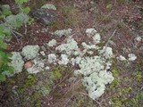 Cladonia subtenuis image