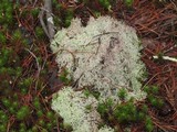 Cladonia subtenuis image