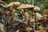 Cortinarius trivialis image