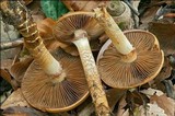 Cortinarius trivialis image