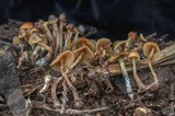 Psilocybe pelliculosa image